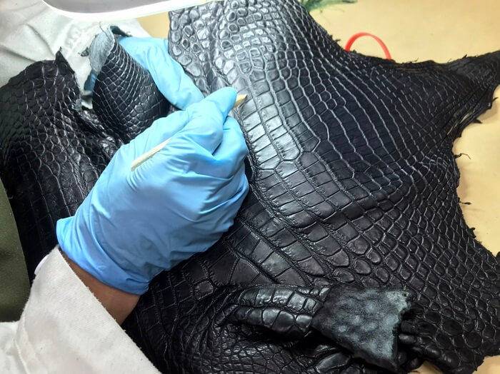 クロコダイルタンナー