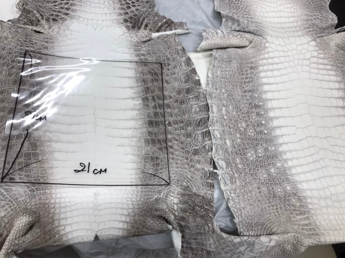 ヒマラヤポロサスクロコダイル