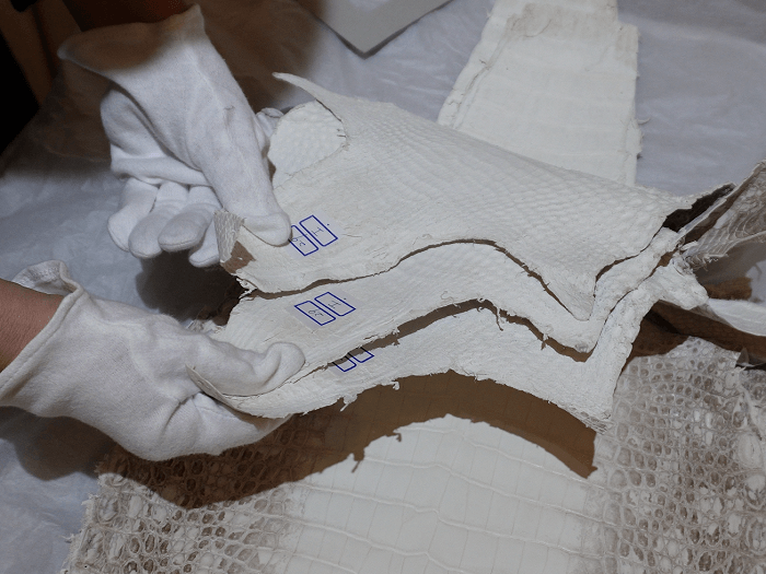 ヒマラヤポロサスクロコダイル