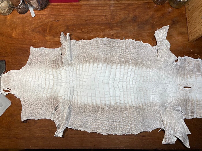 ヒマラヤポロサスクロコダイル