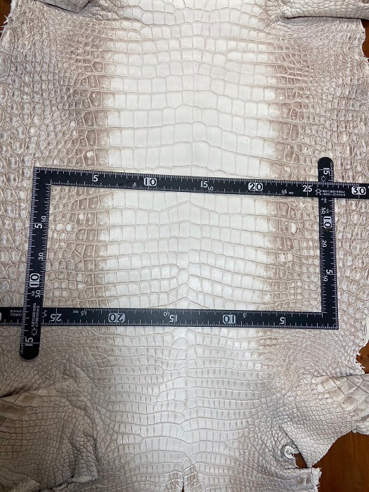 ヒマラヤポロサスクロコダイル